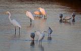 Sunstruck Egret At Daybreak_35913